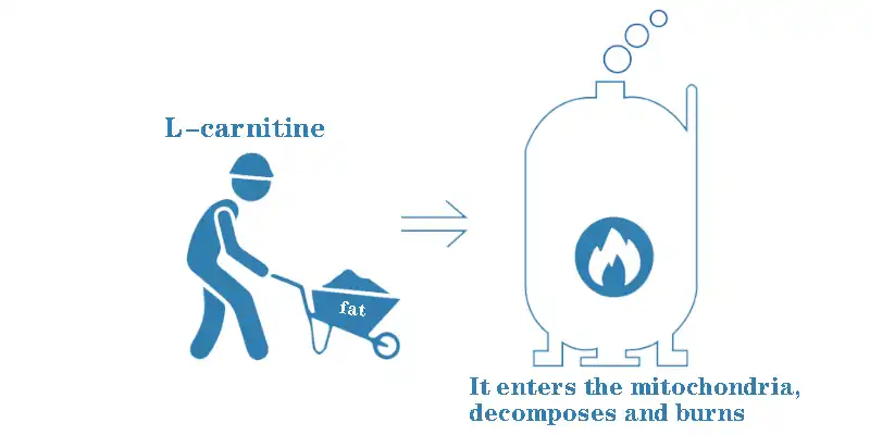 L Carnitine Powder .jpg